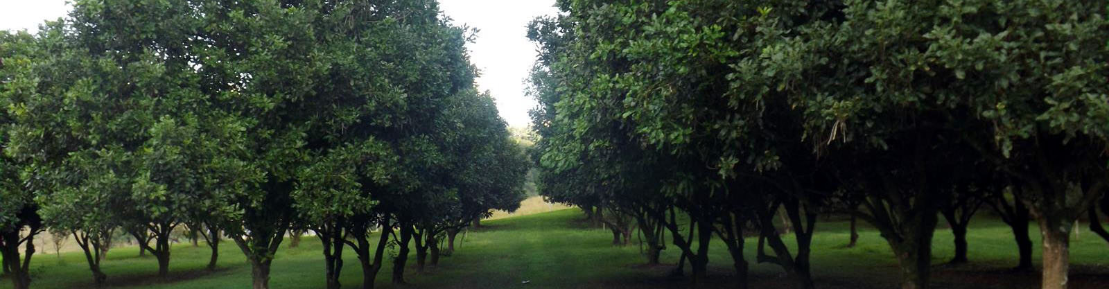 Kenedys Lane Orchard