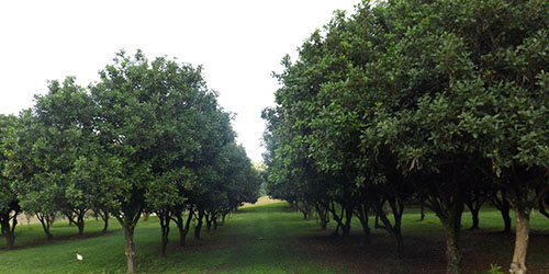 FNC Plantations - Kennedys Lane Macadamia Orchard