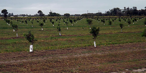 FNC Plantations - Meadowvale Macadamia Orchard