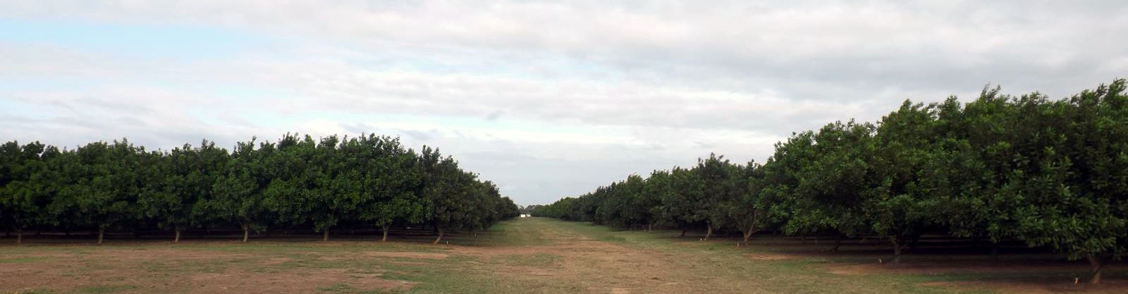 Welcome Creek Orchard
